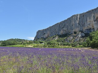 Lavender fields 4 km