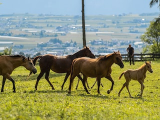 Appartamento per vacanze Eppan Ambiente 37