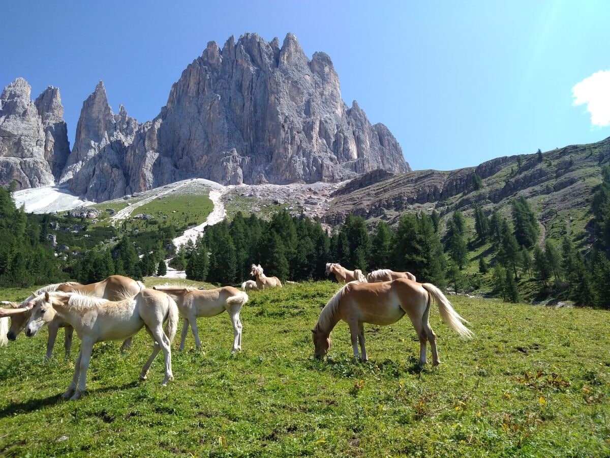 Haflingerpferde auf der Alm