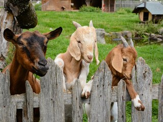 Vakantiehuis Donaueschingen Buitenaudio-opname 17