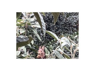 Villa La Nucia Buitenaudio-opname 15