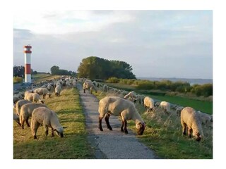 Elbdeich