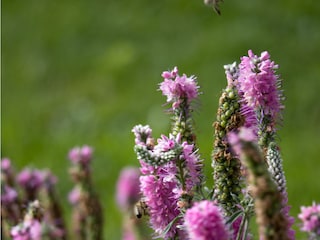 Bei uns gibt es nur Blumen für Bienen