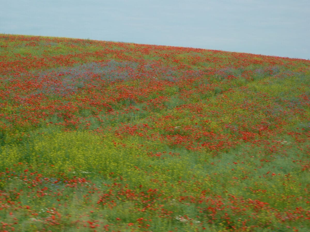 Roter Mohnfelde