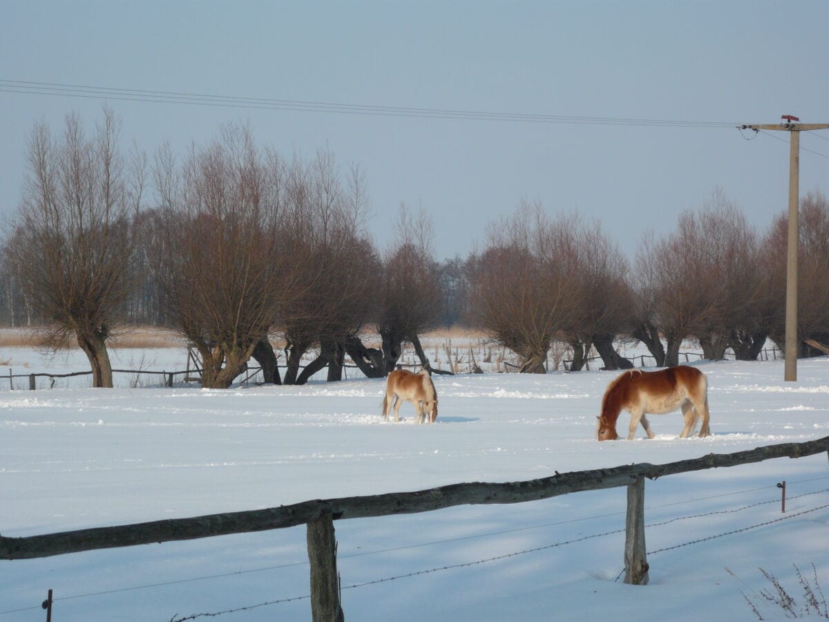 Pferde kuppel  im Winter