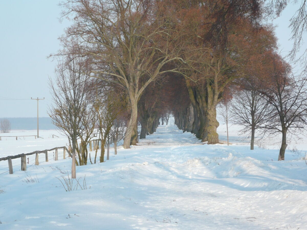 Winterstimmung - der Weg zum Wasser