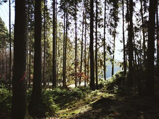 Die Seele baumeln lassen in unserem Gutswald.