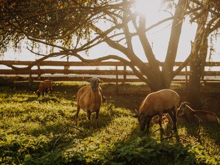 Ferienwohnung Oppurg Umgebung 40