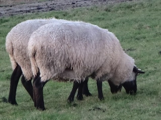 Ferienhaus Groothusen Außenaufnahme 30