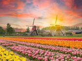 Close to keukenhof and flower fields