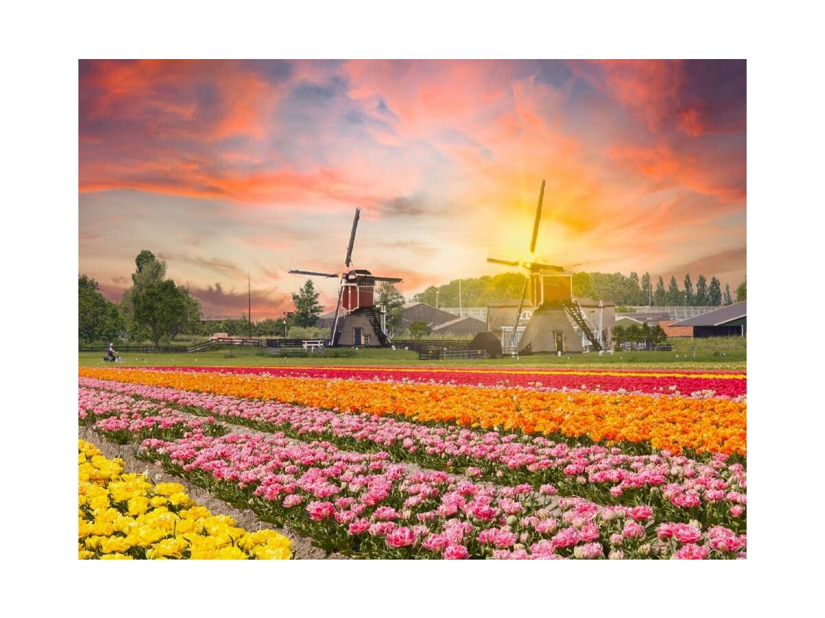 Close to keukenhof and flower fields