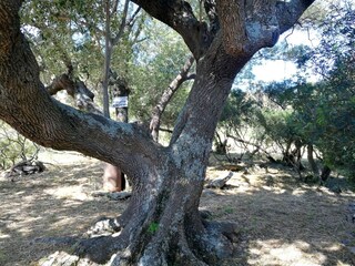 Casa per le vacanze Budoni Registrazione all'aperto 9