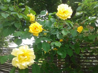 Apartamento de vacaciones Radebeul Entorno 20