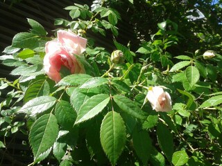 Appartamento per vacanze Radebeul Ambiente 21