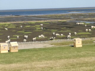 Appartamento per vacanze Hedwigenkoog Ambiente 10