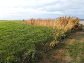 Elbdeich