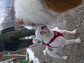 Hunde