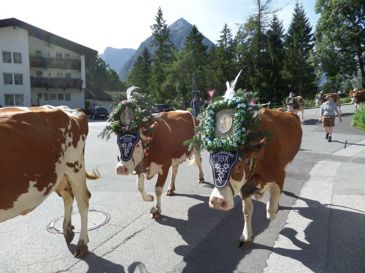 Almabtrieb am Haus vorbei