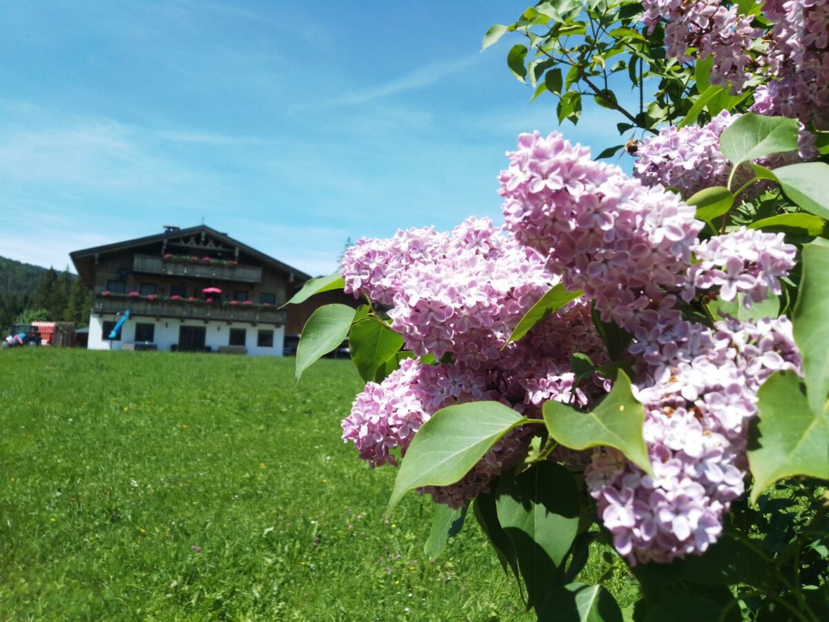 Ferienwohnung Hinterwinkl - Sommer