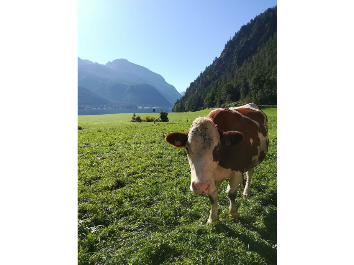 Ferienwohnung Hinterwinkl - Blick zum See 1