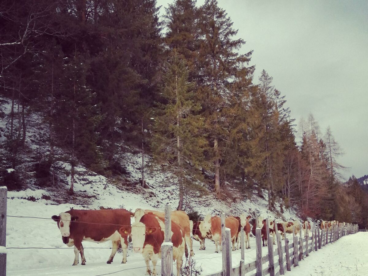 Ferienwohnung Hinterwinkl - Tiere