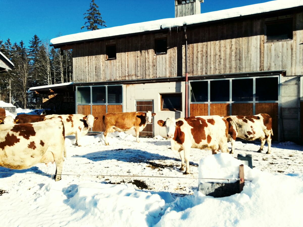 Ferienwohnung Hinterwinkl - Winter