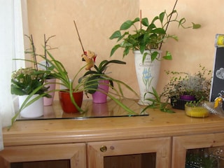 DSC04266