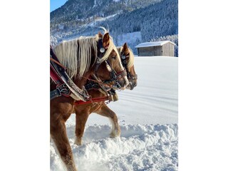 Kutschenfahrt mit unseren Norikern