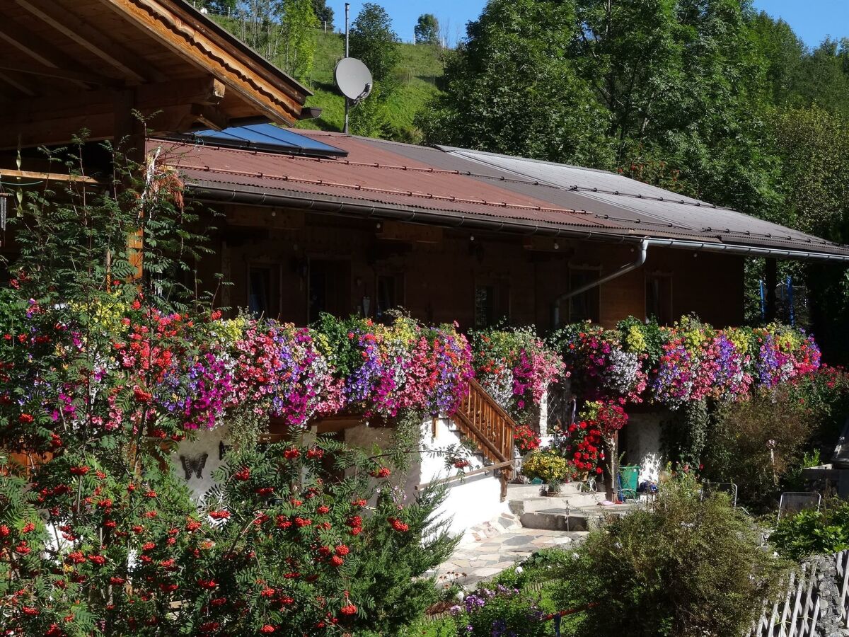 Wunderschöne Blumen