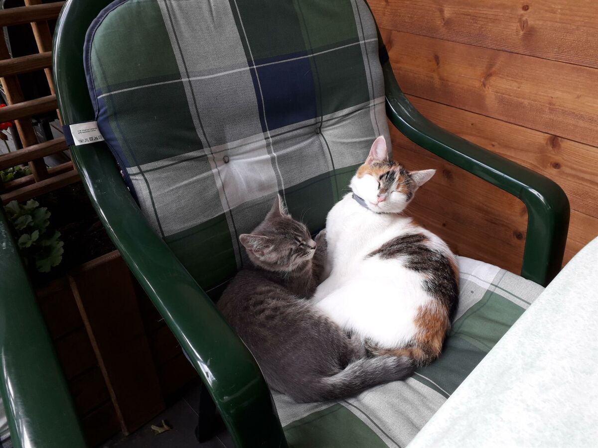 Katzen vom Badhaus "BÄRLI und MIMMI