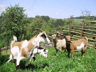 Casa per le vacanze Wolfsberg Ambiente 18