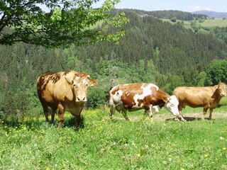 Casa per le vacanze Wolfsberg Ambiente 21
