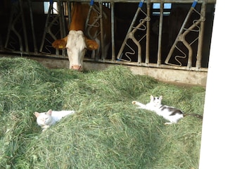 Casa per le vacanze Wolfsberg Ambiente 23