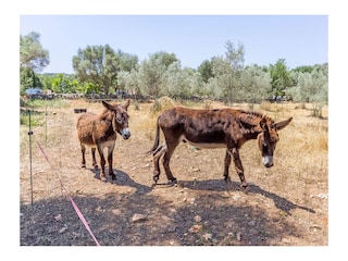 Ferienhaus Costitx Außenaufnahme 12