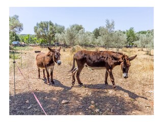 Vakantiehuis Costitx Buitenaudio-opname 12