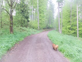 Holiday apartment Beuren (Hochwald) Environment 32