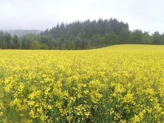 Holiday apartment Beuren (Hochwald) Environment 31