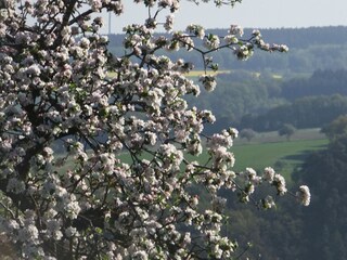 Holiday apartment Beuren (Hochwald) Environment 33