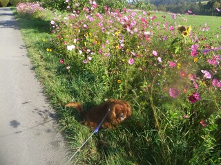 Holiday apartment Beuren (Hochwald) Outdoor Recording 15