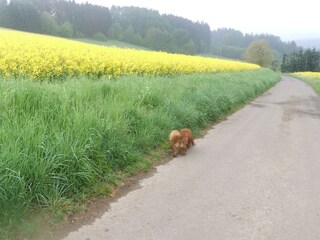 Holiday apartment Beuren (Hochwald) Outdoor Recording 17