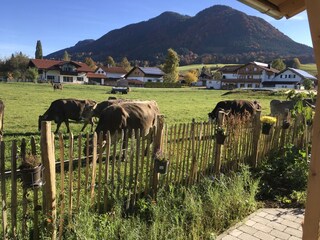 Holiday apartment Halblech Outdoor Recording 10