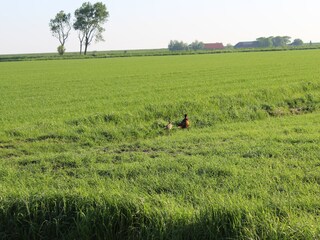 Appartamento per vacanze Neuharlingersiel Ambiente 15