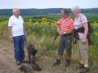 Wandern durch die Weinberge