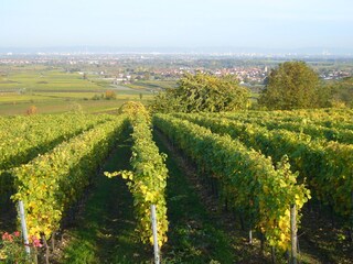 Ferienwohnung Herxheim am Berg Umgebung 30