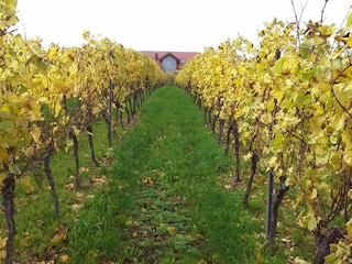 Durch den Weinberg nach Hause