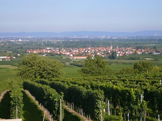 Blick von Chargund auf die Rheinebene