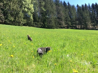 Hauskatzen Hetti und Hanni