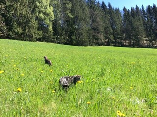 Hauskatzen Hetti und Hanni