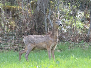 Besuch aus dem Wald