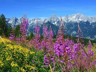 Sommerzauber